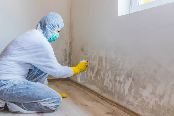 Mold Remediation specialist working in Mount Washington